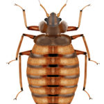 Bed Bugs Extermination