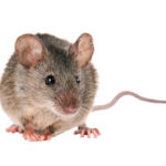 Mice & Rat Extermination