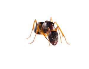 carpenter-ants-extermination-montreal