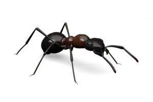 extermination-fourmi-noire
