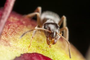 pharaoh ants extermination montreal